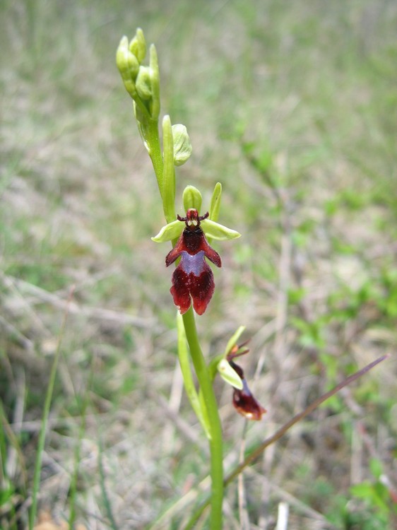 Ophrys insectifera